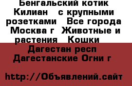 Бенгальский котик Килиан , с крупными розетками - Все города, Москва г. Животные и растения » Кошки   . Дагестан респ.,Дагестанские Огни г.